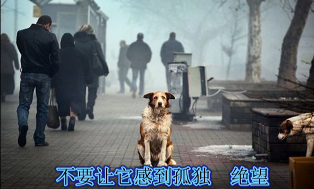 果洛爱影圈微博微信转发案例